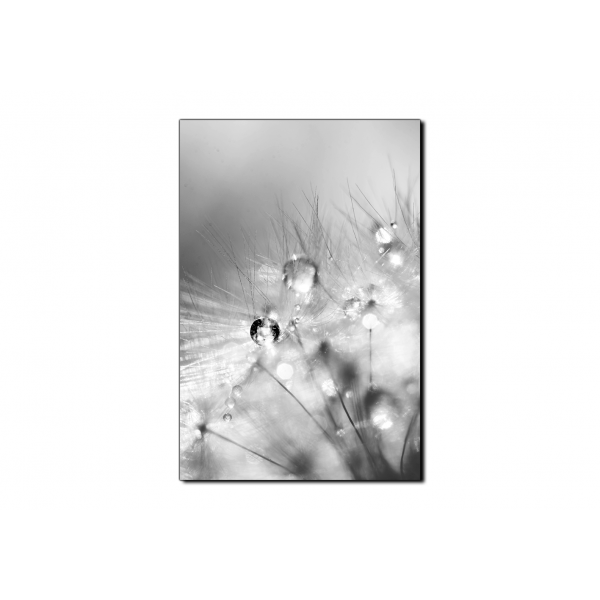 Obraz na plátně - Dandelion z kapkami rosy- obdélník